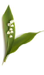 lily of the valley