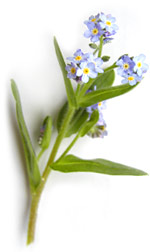 forget me nots
