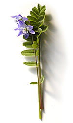 bluebells