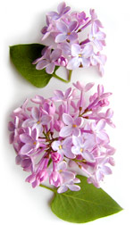 lilac flowers