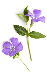 two purple periwinkle flowers with green leaves