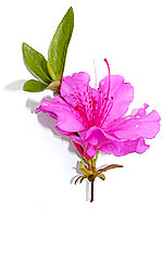 pink azalea flower