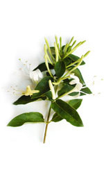 honeysuckle