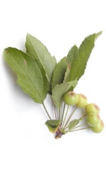 ornamental pear fruit