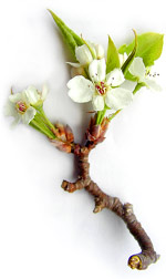 pear tree flowers