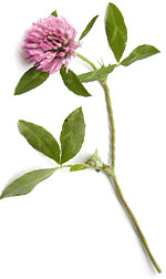 red clover blossom