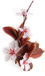 purple sand cherry flowers