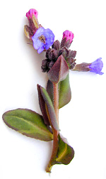purple pulmonaria flowers