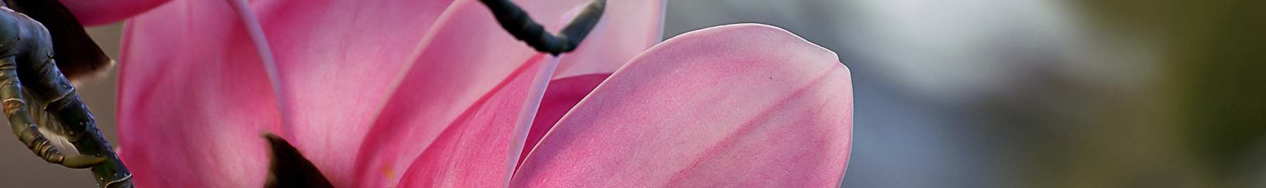 pink magnolia flower in soft light