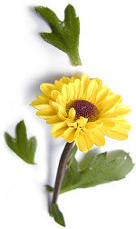 a yellow zinnia