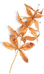 a twig of golden brown leaves a twig of golden brown leaves