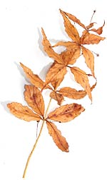 a twig of golden brown leaves