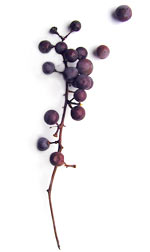 a bunch of dark purple berries