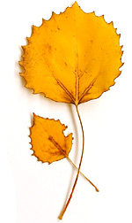 two yellow aspen leaves