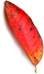 a red and orange sassafras leaf