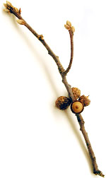 a small branch with a bunch of acorns