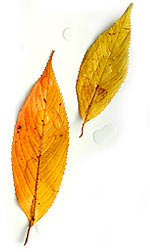 two yellow leaves