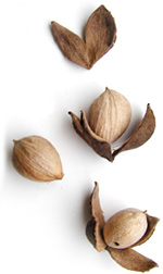 three light brown hickory nuts