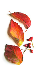three orange and red leaves with a few red berries