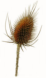 a brown teasle