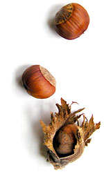 three brown horse chestnuts