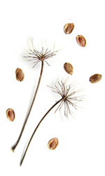 two queen annes lace seed heads with a few seeds