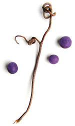 a grape vine curl with three small purple berries
