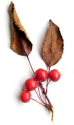 two brown curled leaves with a bunch of four red berries