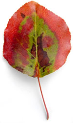 a green leaf with a red border and brown spots