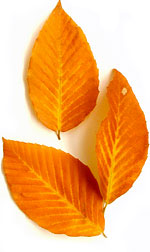 three golden brown beech leaves
