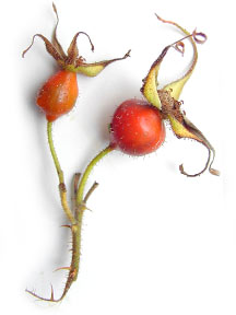 two red rose hips with curly green stems