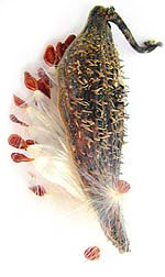 a milkweed seedpod with seeds and silk bursting out