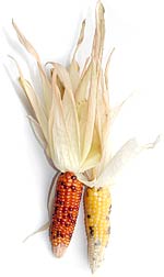 two ears of indian corn
