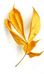 a twig of yellow leaves