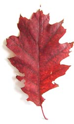 red oak leaf