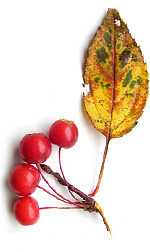 a yellow leaf with four red berries