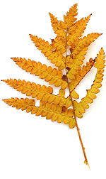 a golden brown bracken leaf