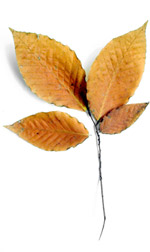 four golden brown beech leaves