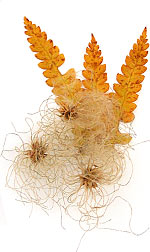 three bracken leaves with travelers joy seed heads