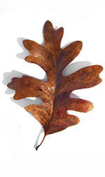 a brown oak leaf
