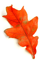 an orange oak leaf