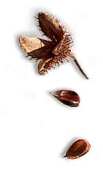 beech nuts