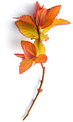 a twig with orange leaves