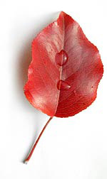 a red leaf with dew on it