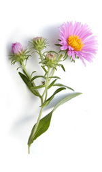 wild purple asters
