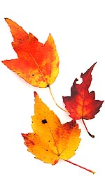 three brightly colored maple leaves