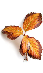 three brown and yellow leaves