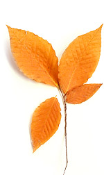 golden beech leaves