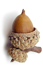 an acorn