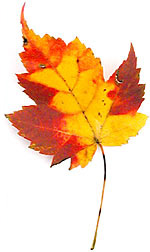 red and yellow maple leaf